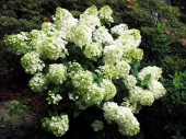 Hydrangea paniculata 'Magical Mont Blanc' ®