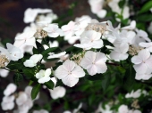 Hydrangea 'Runaway Bride Snow White' ®