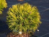 Pinus mugo 'Rysy'