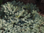 Picea pungens 'Ice Hills'