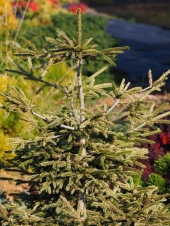 Picea orientalis  'Silver Seedling'
