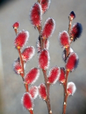 Salix gracilistyla 'Mt Aso'