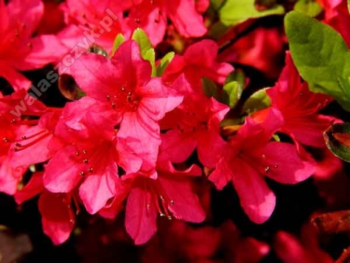 Azalea japonica 'Toreador' 