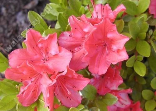 Azalea japonica 'Geisha Orange' 