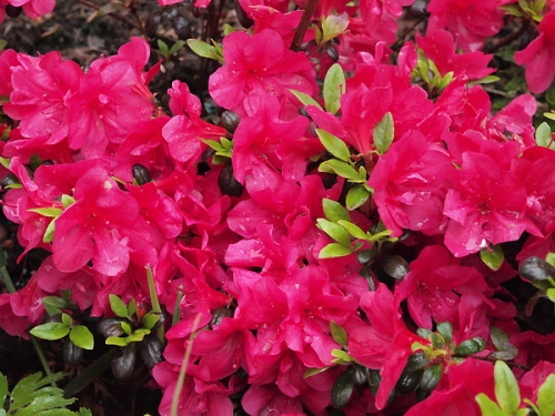 Azalea japonica 'Maruschka' 