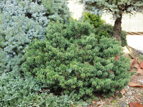 Abies balsamea 'Nana' 