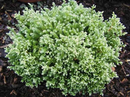 Chamaecyparis pisifera 'Compressa Aurea' 