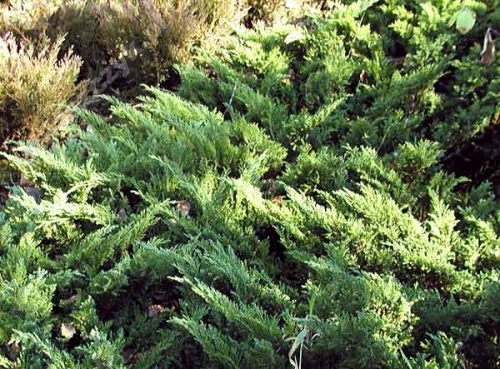Juniperus sabina 'Tamariscifolia' 