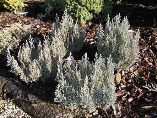 Juniperus horizontalis 'Grey Pearl' 