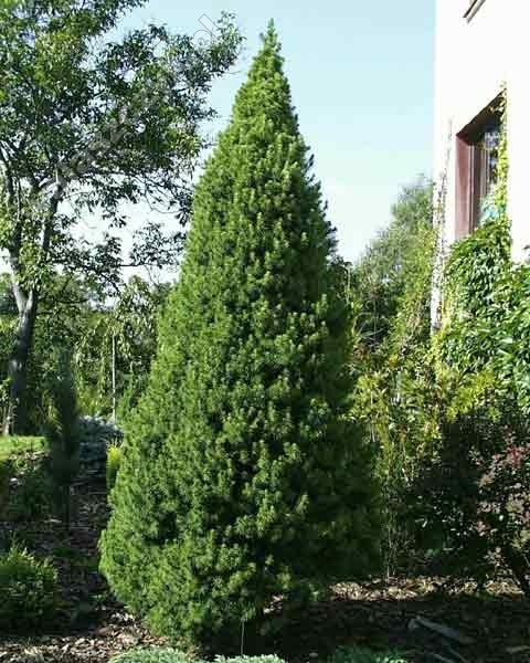 Picea glauca 'Conica' 