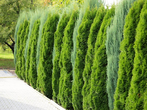 Thuja occidentalis 'Smaragd' 