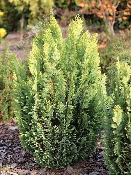 Chamaecyparis lawsoniana 'Ellwood’s Empire' 