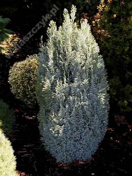 Chamaecyparis lawsoniana 'Snow White' 