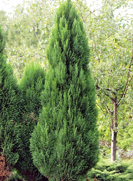 Chamaecyparis lawsoniana 'Witzeliana' 