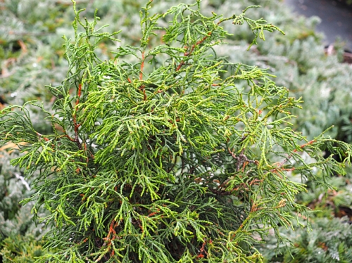 Chamaecyparis obtusa 'Coralliformis' 