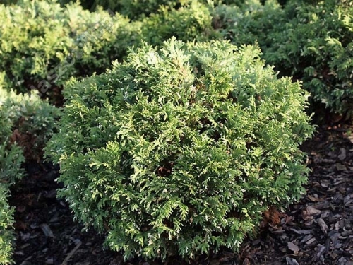 Chamaecyparis pisifera 'Silver Lode' 