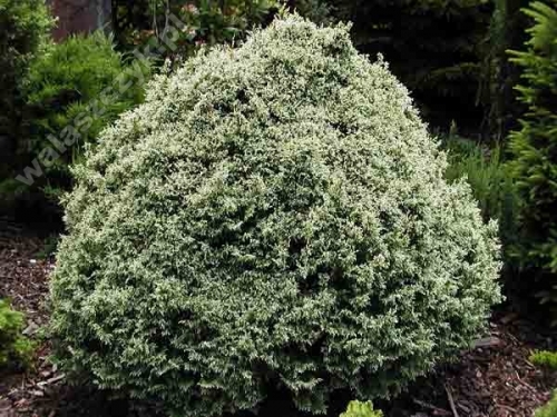 Chamaecyparis pisifera 'Miko' 