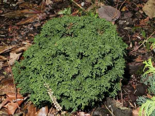 Chamaecyparis pisifera 'Pygmaea' 