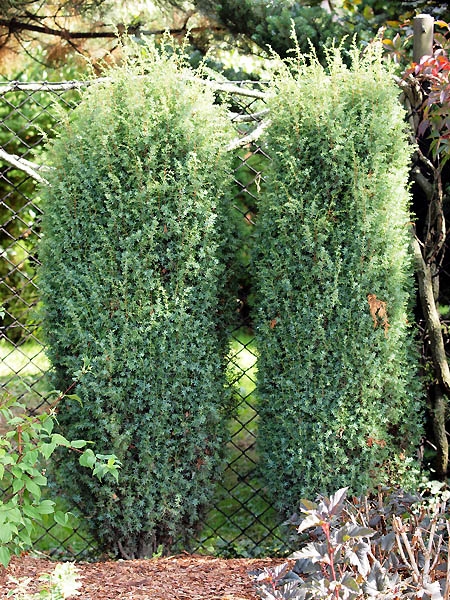 Juniperus communis 'Arnold' 