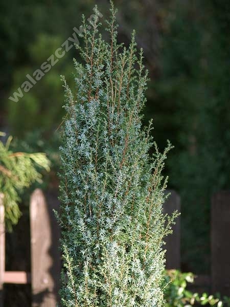Juniperus communis 'Suecica Nana' 