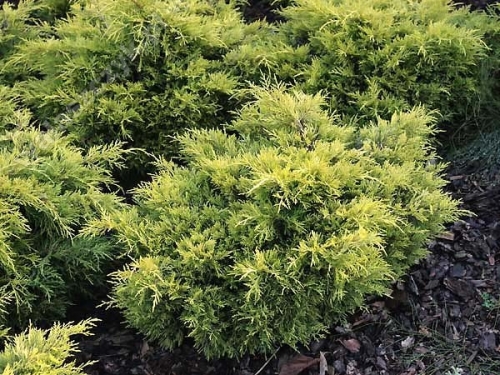 Juniperus x media 'Golden Joy' 