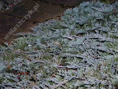 Juniperus horizontalis 'Wiltonii' 