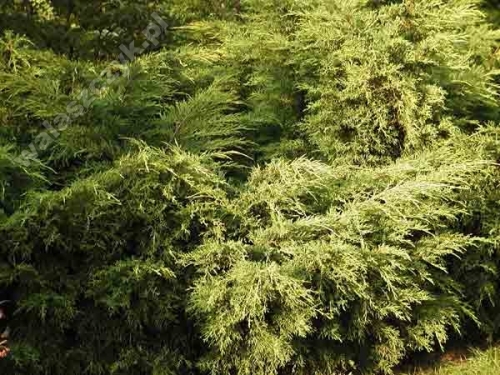 Juniperus x media 'Pfitzeriana Aurea' 