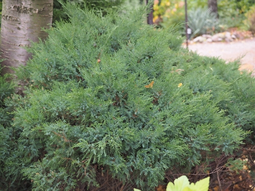 Juniperus x media 'Mint Julep' 