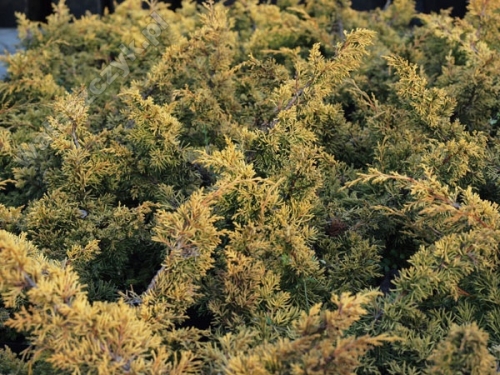 Juniperus chinensis 'Plumosa Aurea' 