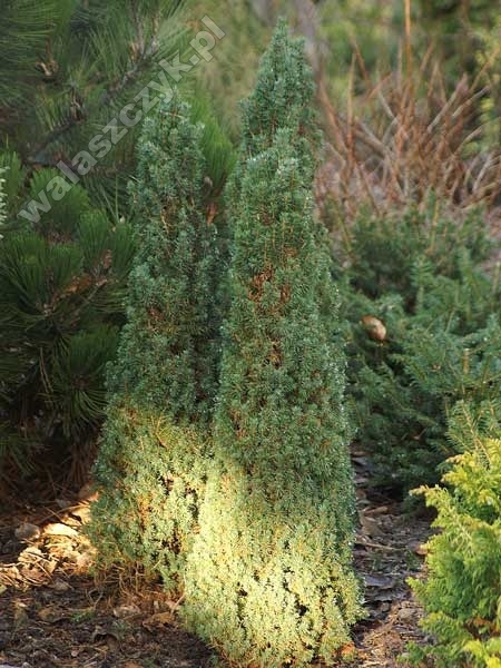 Picea glauca 'Cupido' 