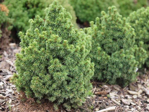 Picea glauca 'Witch's Broom' 