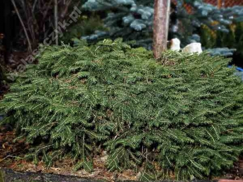 Picea abies 'Nidiformis' 