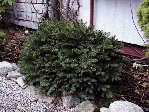 Picea abies 'Pumila Nigra' 