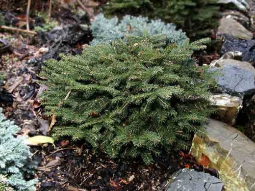 Picea abies 'Tabuliformis' 