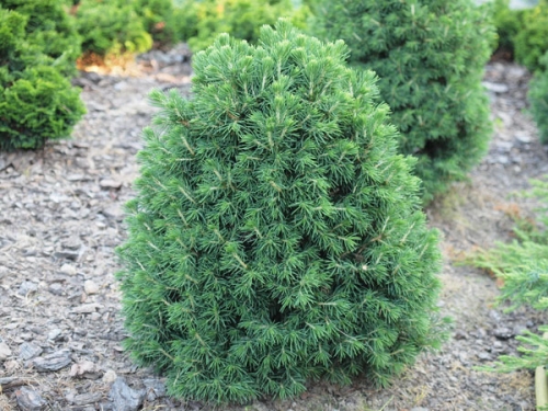 Picea abies 'Tompa' 