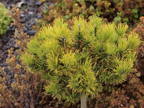 Pinus mugo 'Carstens Wintergold' Pa 