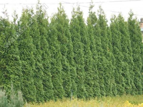 Thuja occidentalis 'Brabant' 
