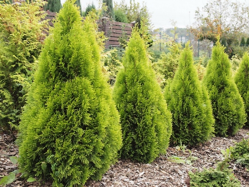 Thuja occidentalis 'Filip's Magic Moment' 