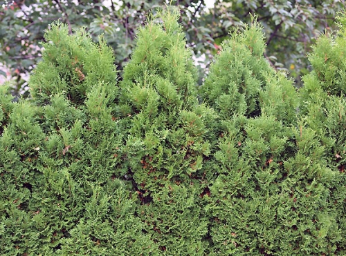 Thuja occidentalis 'Holmstrup' 