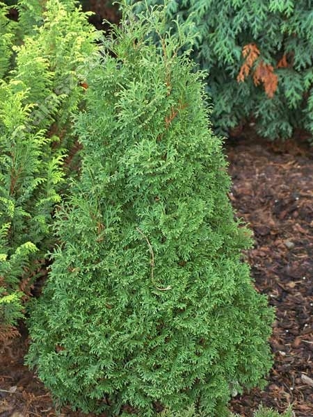 Thuja occidentalis 'Maja' 