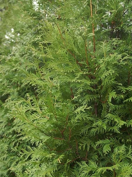 Thuja occidentalis 'Frieslandia' 