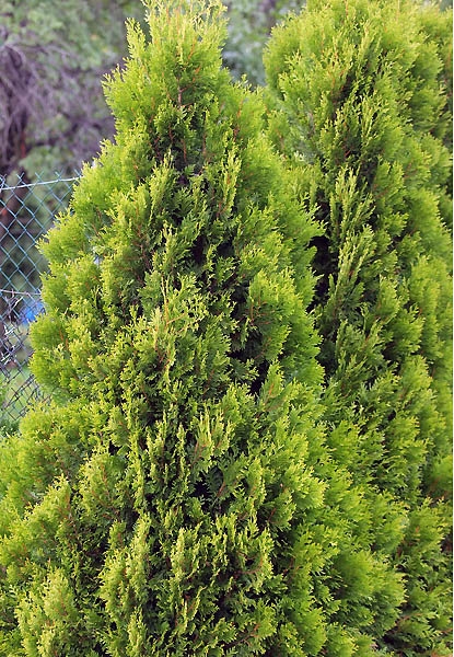 Thuja plicata 'Kórnik' 