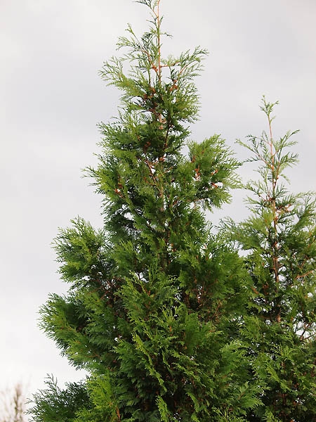 Thuja plicata 'Martin' 