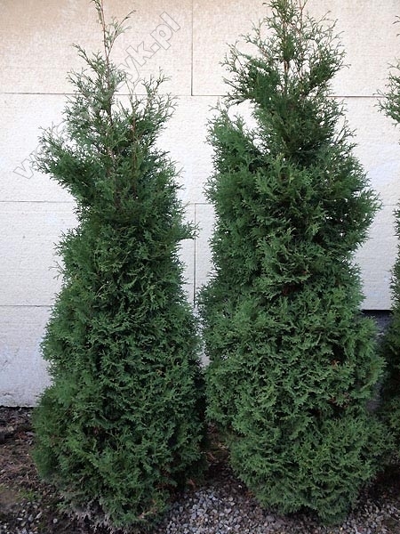 Thuja occidentalis 'Compacta' 