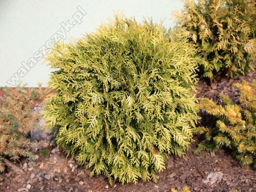 Thuja occidentalis 'Danica Aurea' 