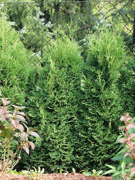 Thuja occidentalis 'Hubner' 