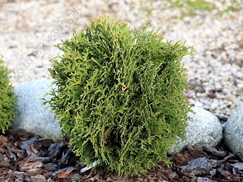 Thuja occidentalis 'Waterfield' 