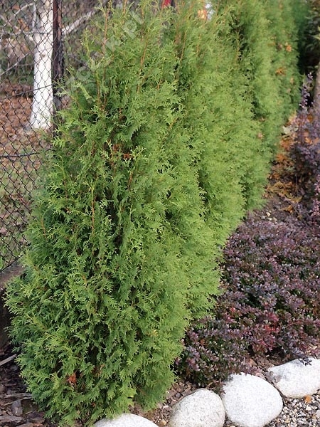 Thuja occidentalis 'Weimar' 