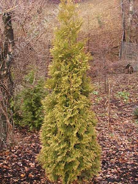Thuja occidentalis 'Aurea Kordusi' 