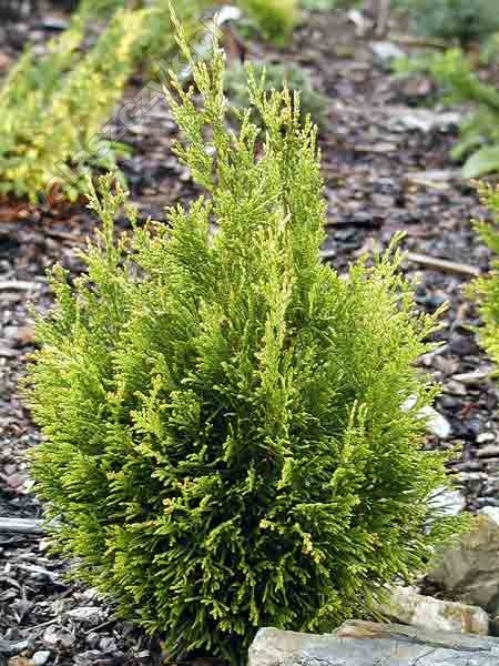 Thuja occidentalis 'Coppergold' 